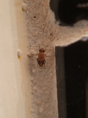 Phoridae