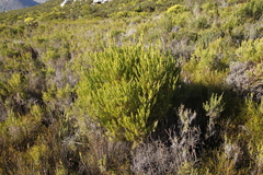 Leucadendron xanthoconus