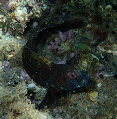 Parablennius pilicornis