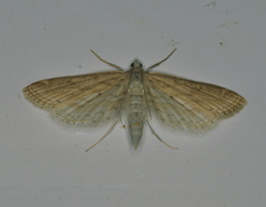 Parapoynx allionealis