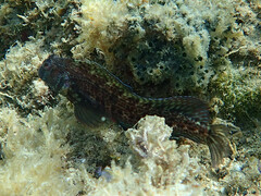 Parablennius pilicornis