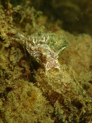 Goniodoris castanea