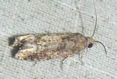 Eucosma parmatana