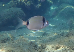 Diplodus vulgaris