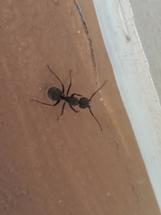 Camponotus pellarius