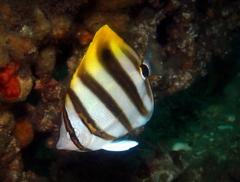 Parachaetodon ocellatus