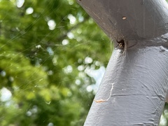 Latrodectus