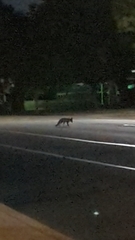 Urocyon cinereoargenteus