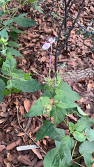 Mirabilis longiflora