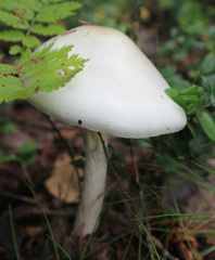 Amanita virosa
