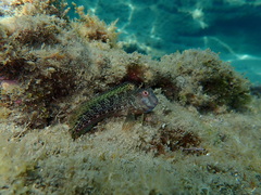 Parablennius pilicornis
