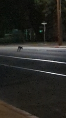 Urocyon cinereoargenteus