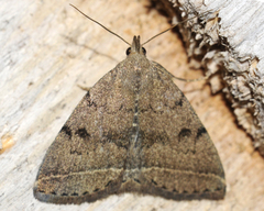 Zanclognatha dentata