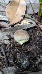 Lycoperdon