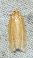 Clepsis clemensiana