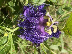 Passiflora incarnata × cincinnata