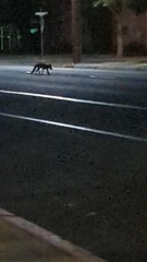 Urocyon cinereoargenteus