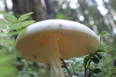 Amanita virosa