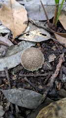 Lycoperdon