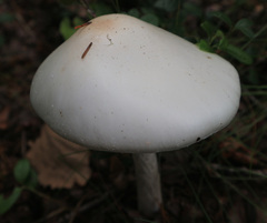 Amanita virosa