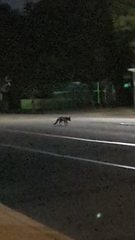 Urocyon cinereoargenteus