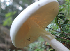 Amanita virosa