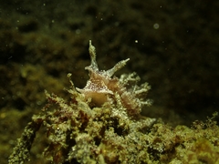 Goniodoris castanea