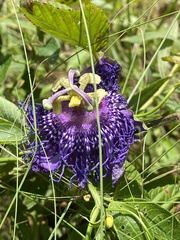 Passiflora incarnata × cincinnata