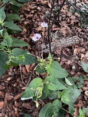 Mirabilis longiflora