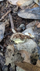 Lycoperdon
