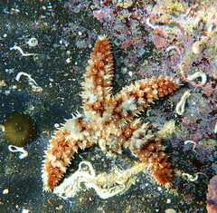Coscinasterias tenuispina