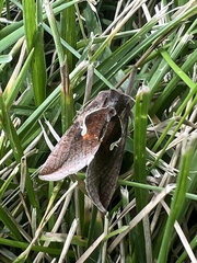 Anagrapha falcifera