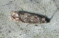 Eucosma parmatana