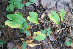 Maianthemum bifolium
