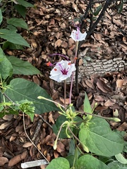 Mirabilis longiflora
