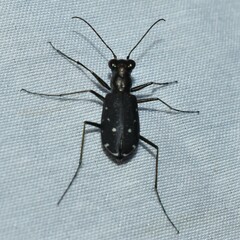 Cicindela punctulata