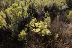 Leucadendron salignum