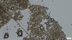 Lycoperdon