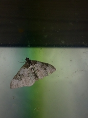 Xanthorhoe fluctuata