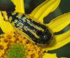Acmaeodera amplicollis