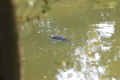 Cyprinus carpio