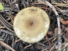 Suillus tomentosus