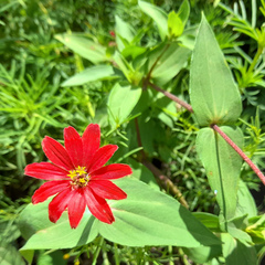 Zinnia peruviana