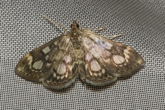 Anania coronata