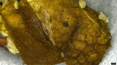 Lycoperdon