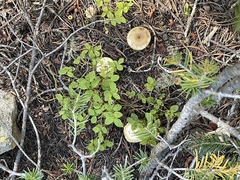 Suillus tomentosus