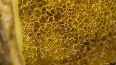 Lycoperdon