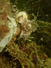 Goniodoris castanea