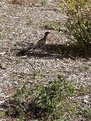 Geococcyx californianus