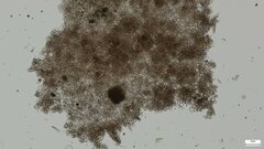 Lycoperdon